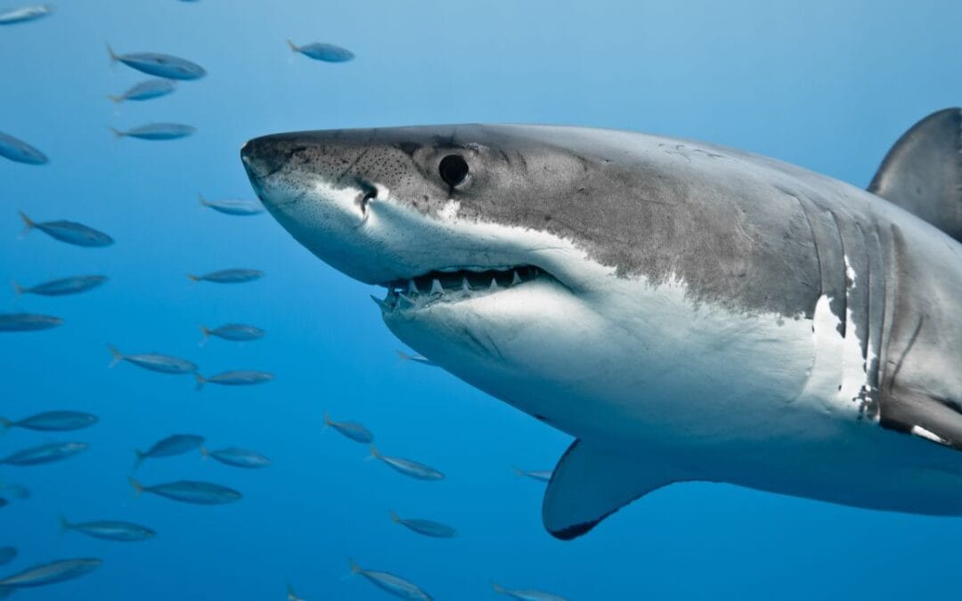 Discovery Channel: Semana del Tiburón – Shark Week