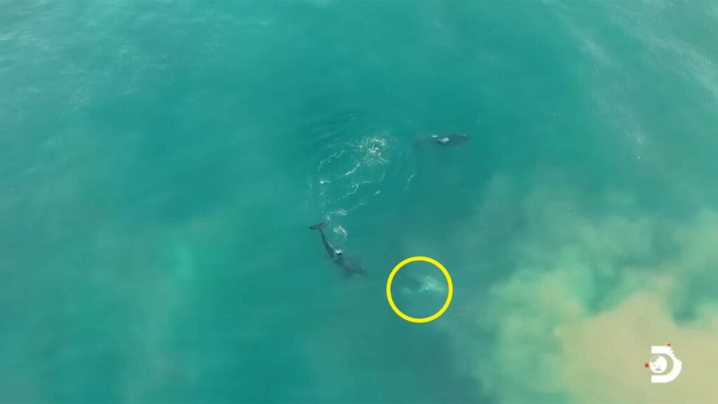 VIDEO Graban el momento en que un tiburón es devorado por varias orcas